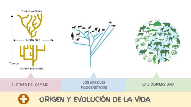 Biología- Evolución