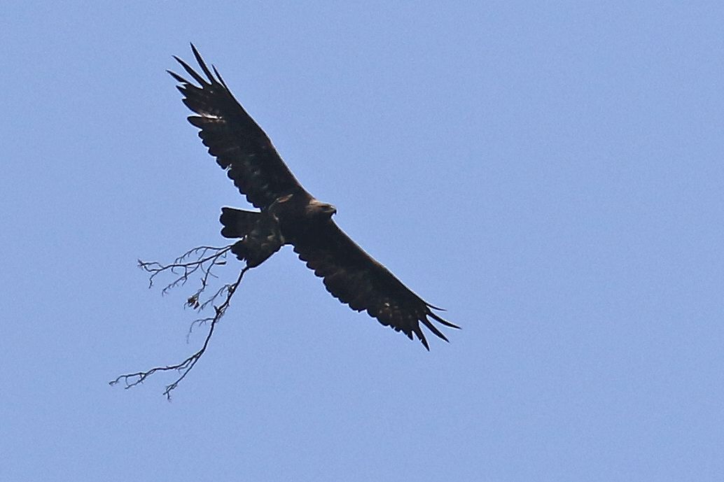 Aigle Royal Val De Travers By Bnj Fm On Genially