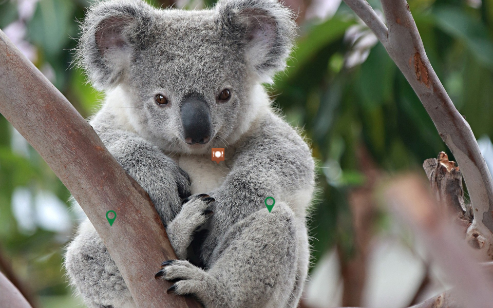 Koala By Svtdocumentation2 On Genially
