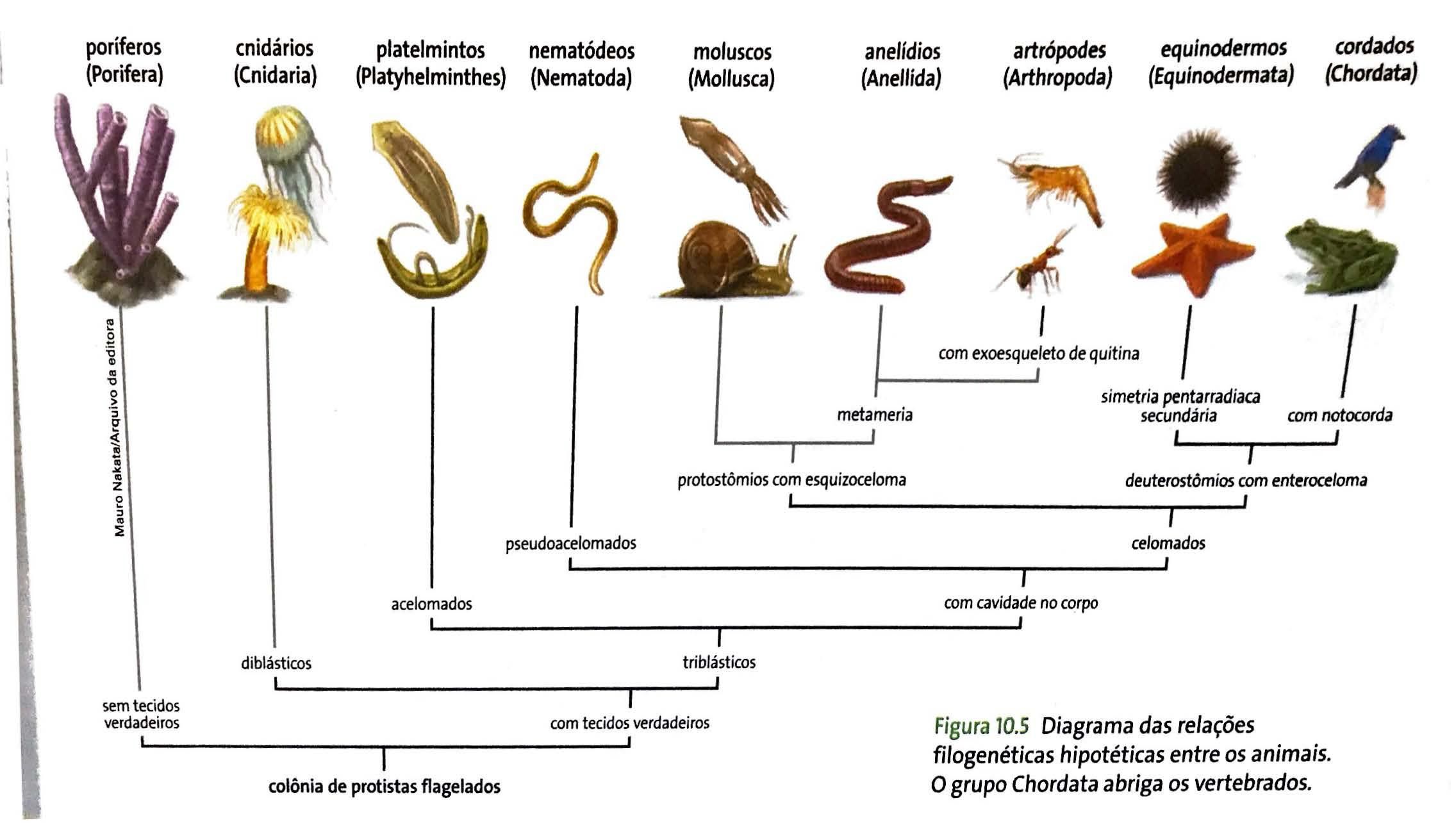 Revisão invertebrados